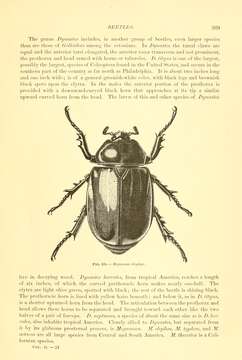 Megasoma elephas (Fabricius 1775) resmi