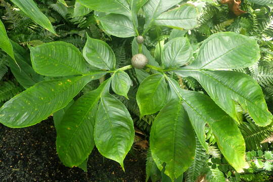 Amorphophallus bulbifer (Roxb.) Blume resmi