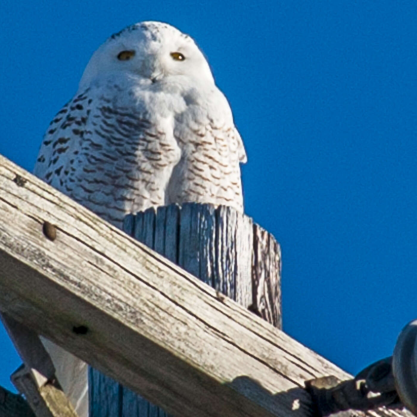 Image of Snowy Owl