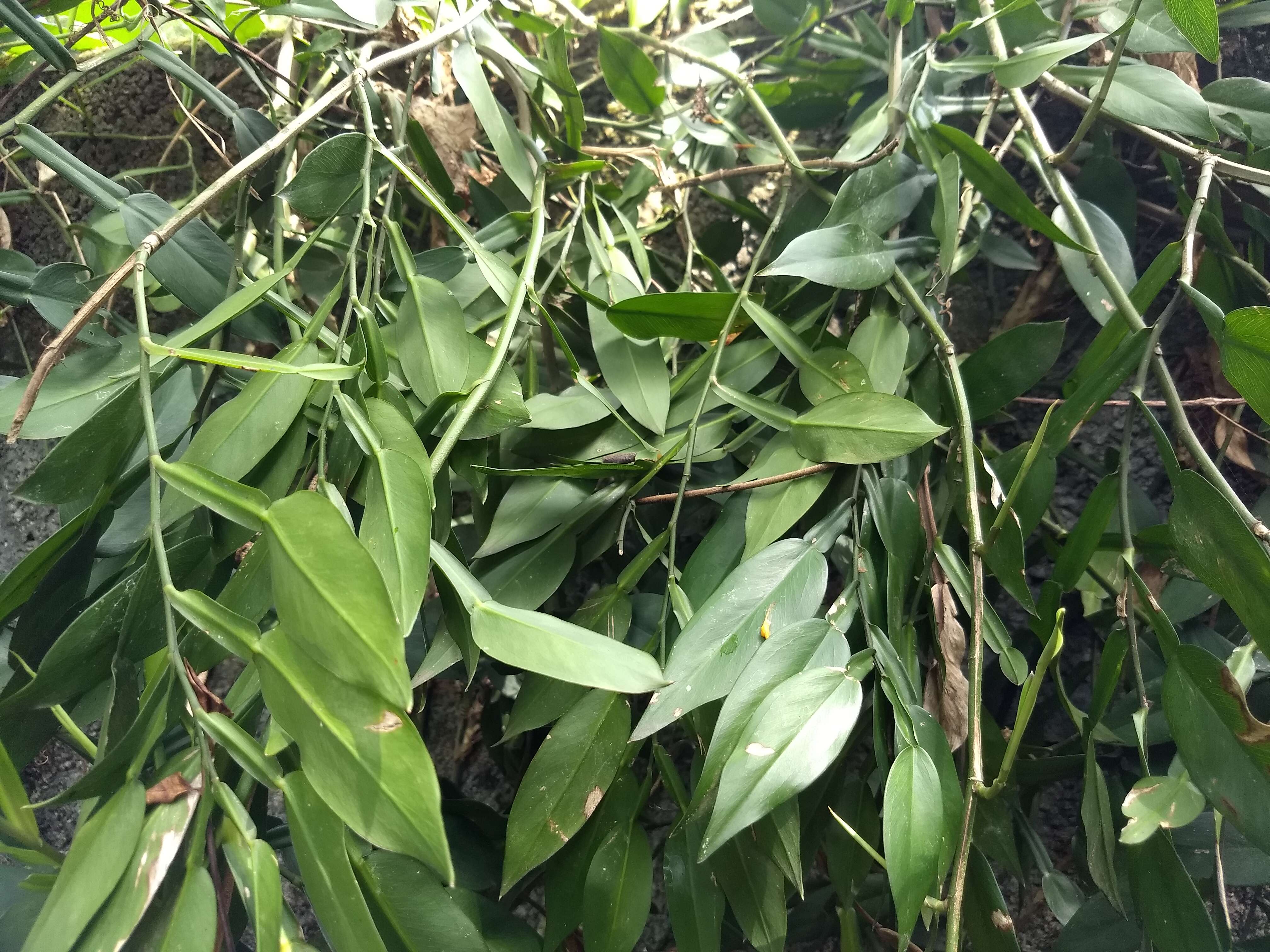 Image of Pothos scandens L.