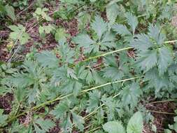 Image of Manchurian monkshood