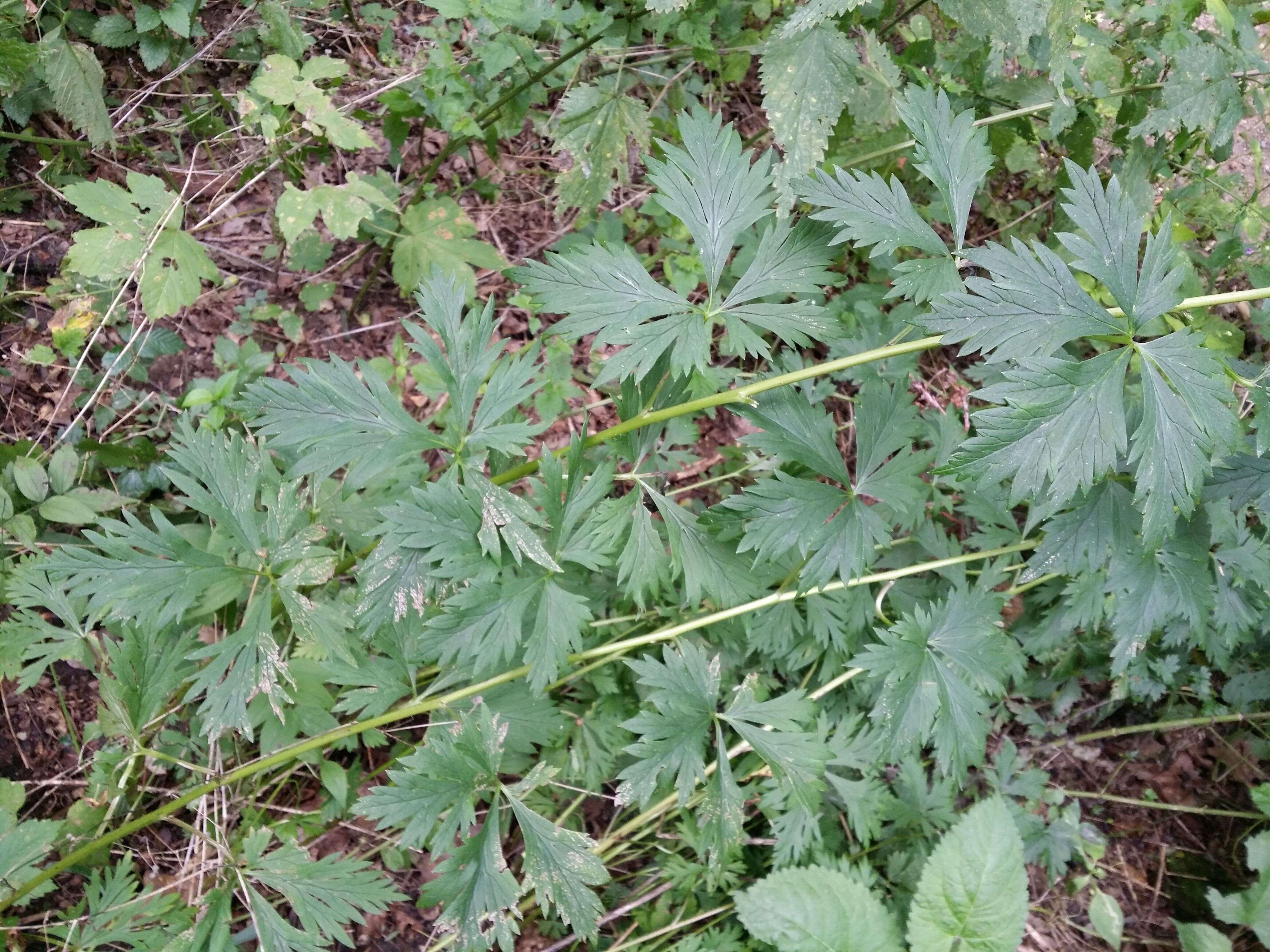 Image of Manchurian monkshood