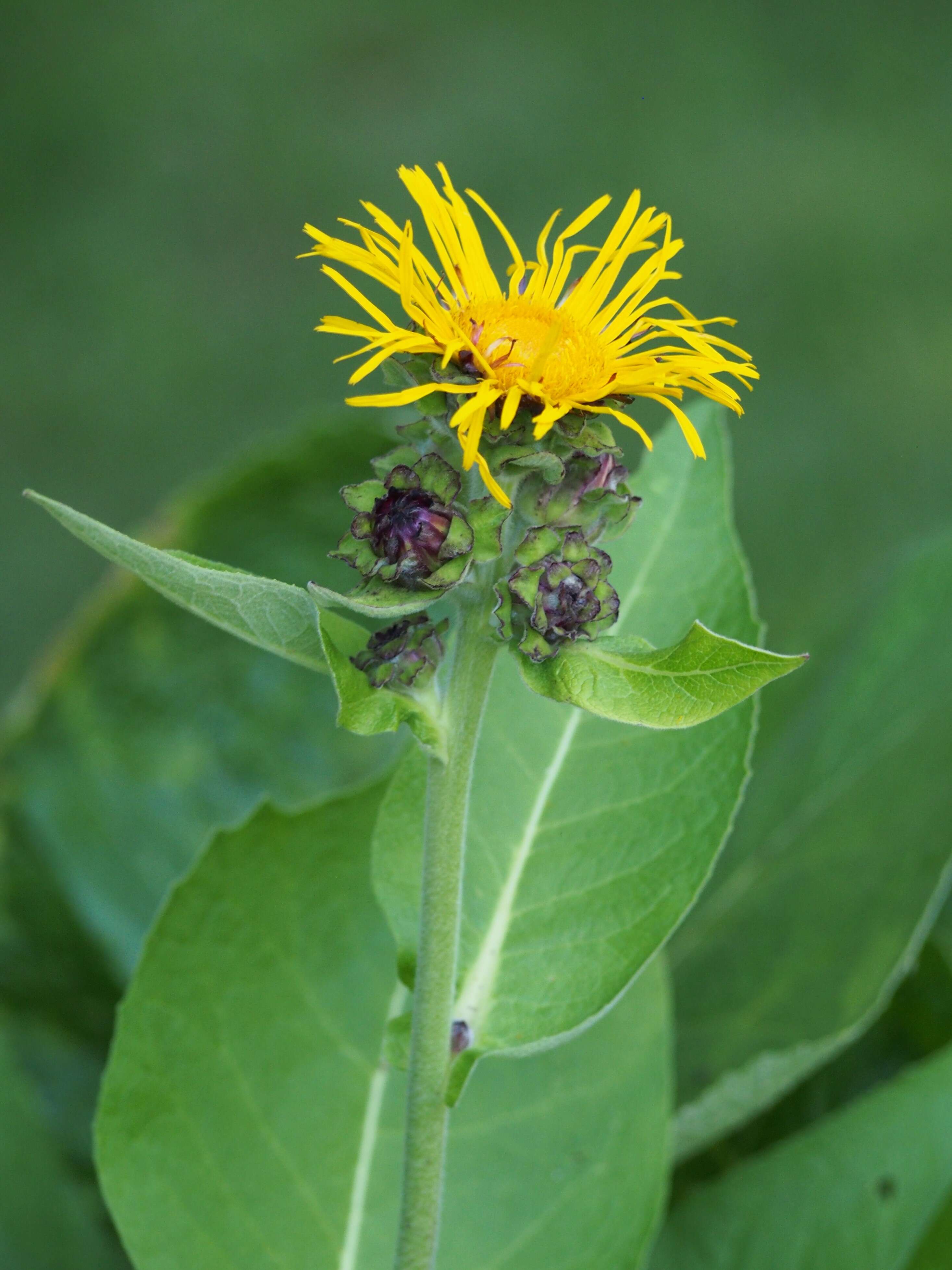 Inula helenium L. resmi