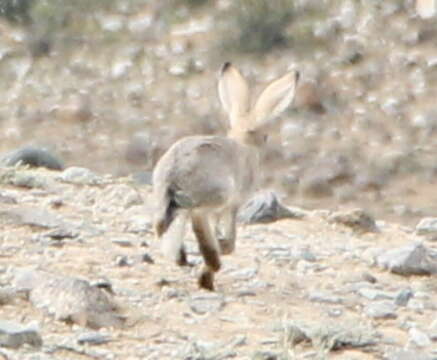 Image of Tolai Hare