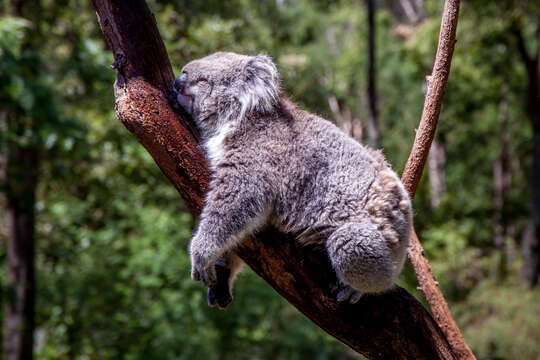 Image of koalas