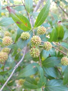 Image de Cephalanthus glabratus (Spreng.) K. Schum.