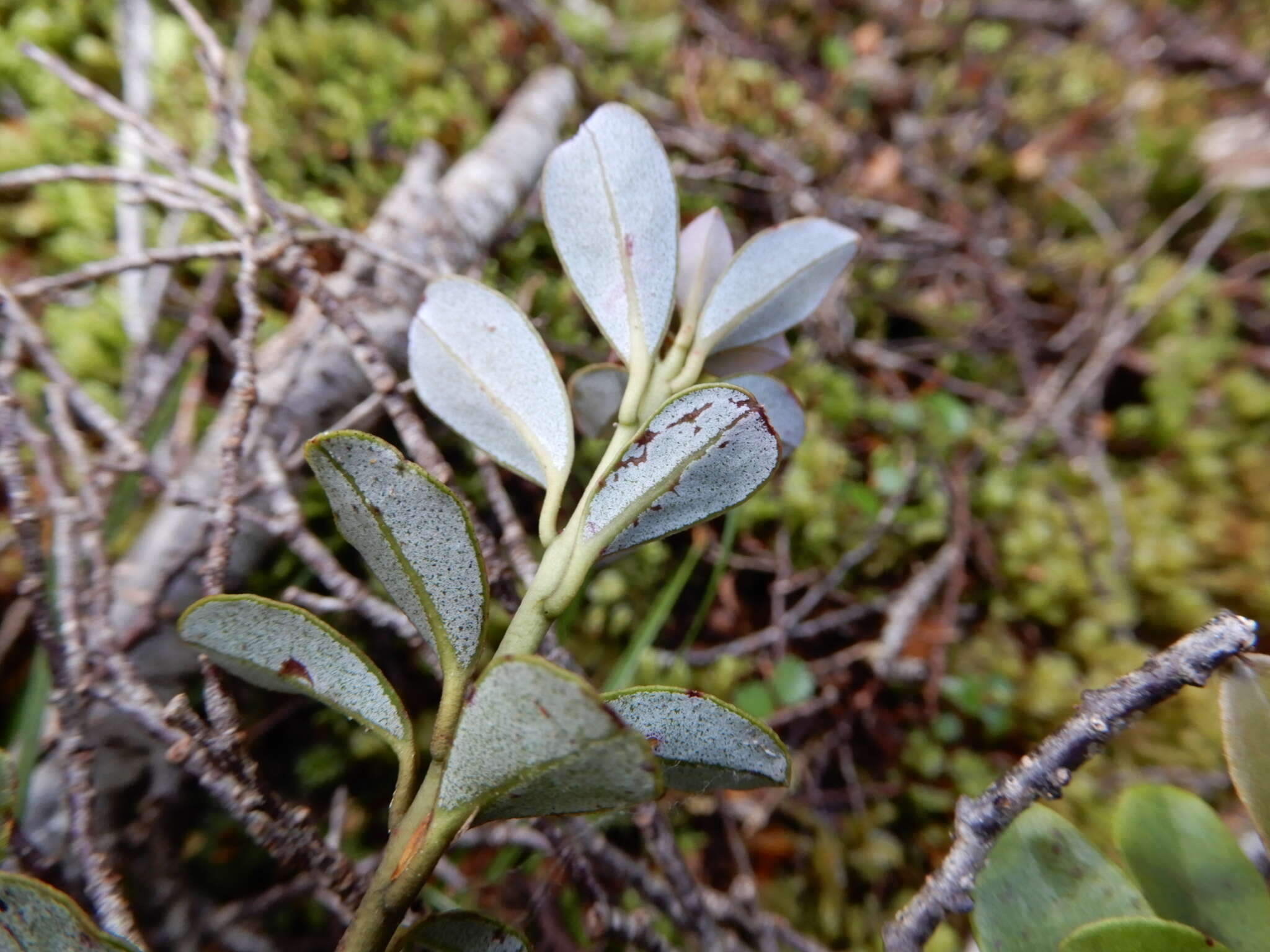 Image of Pseudowintera traversii (J. Buch.) Dandy