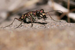 Plancia ëd Cicindela (Cicindela) limbalis Klug 1834