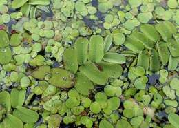 Image of floating watermoss