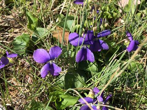 Image of common blue violet