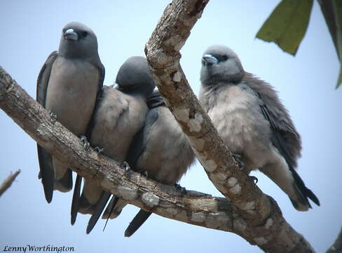 Image of Ashy Wood Swallow