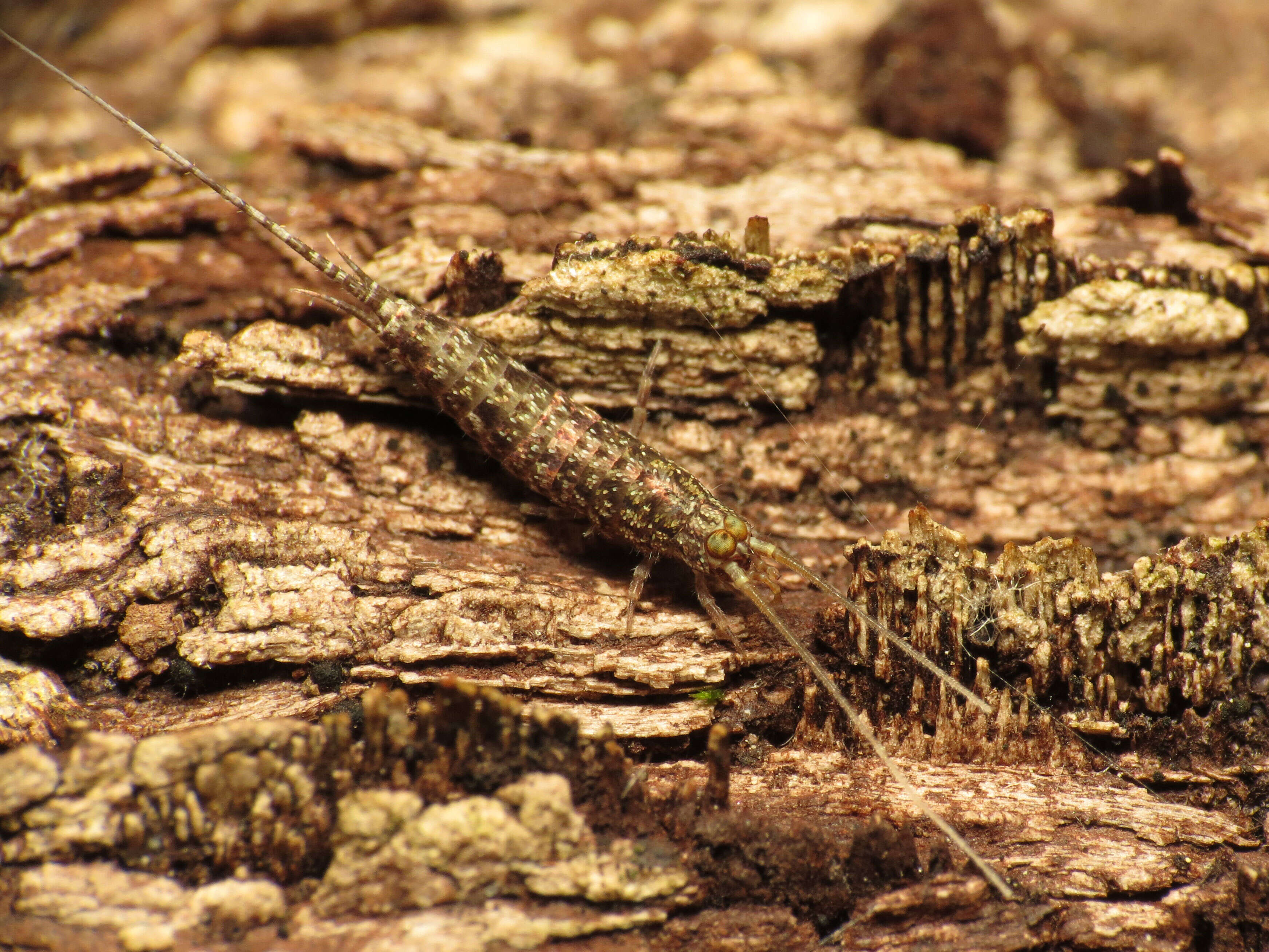 Image of Machiloides banksi Silvestri 1911