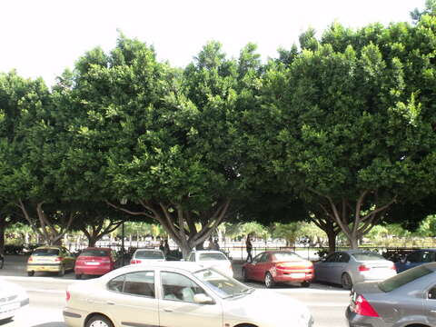 Image of Chinese banyan