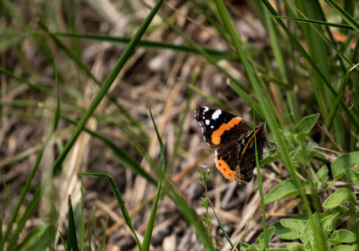 Image of Red Admiral