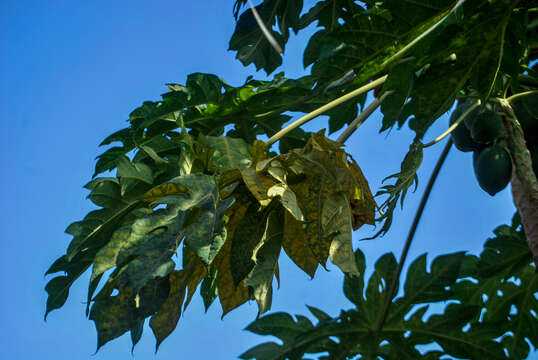 Image of papaya