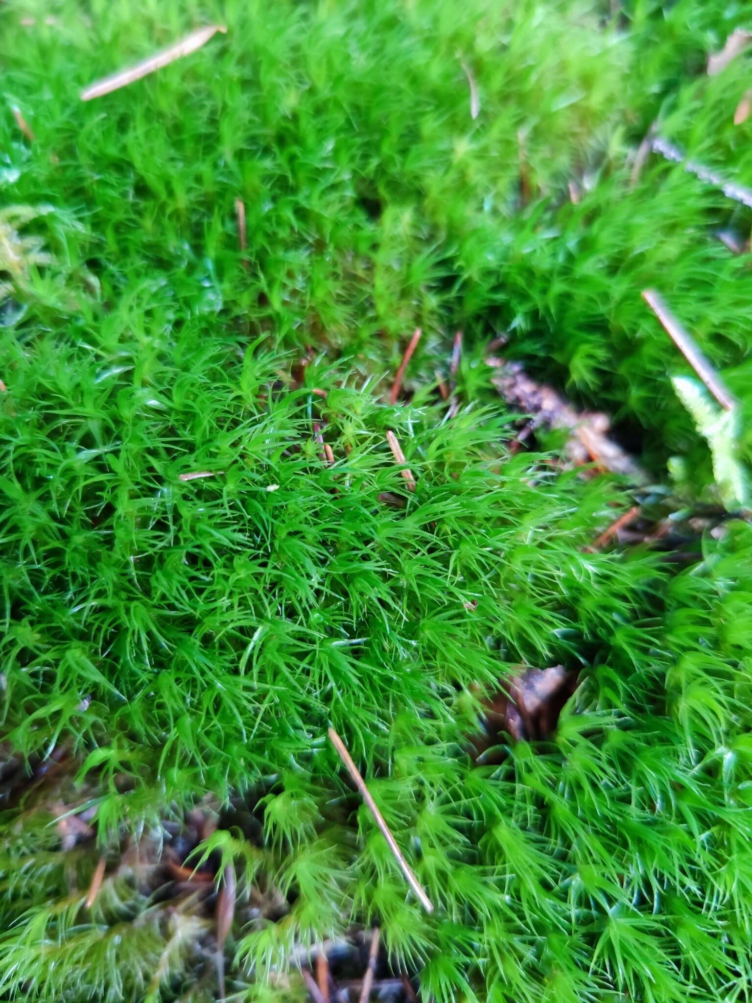 Image of Broom Moss