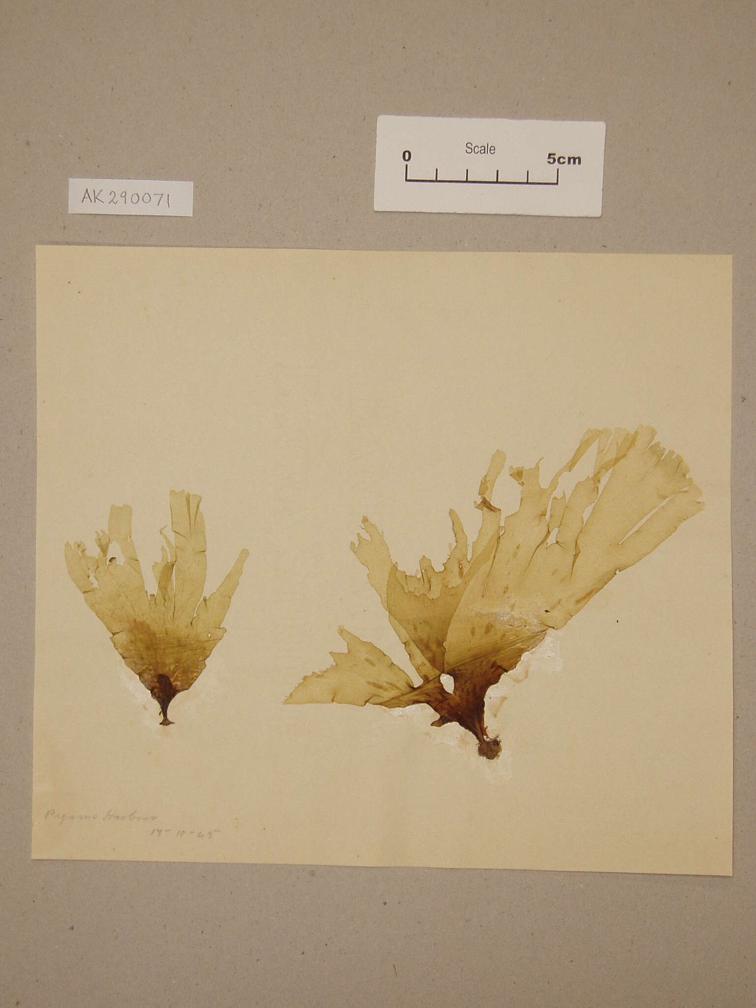 Image of Spatoglossum chapmanii Lindauer 1946