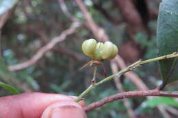 Image de Campylospermum serratum (Gaertn.) V. Bittrich & M. C. E. Amaral