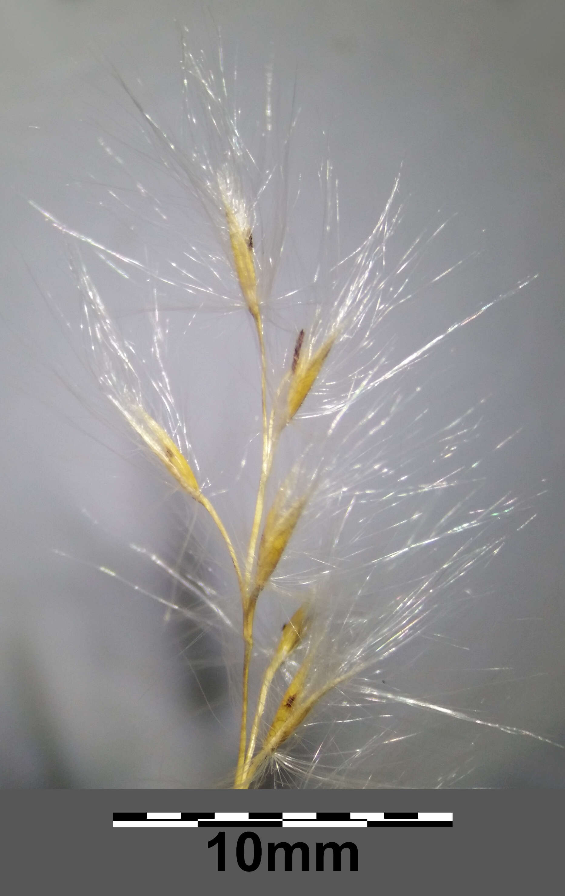 Imagem de Miscanthus sacchariflorus (Maxim.) Benth. & Hook. fil. ex Franch.