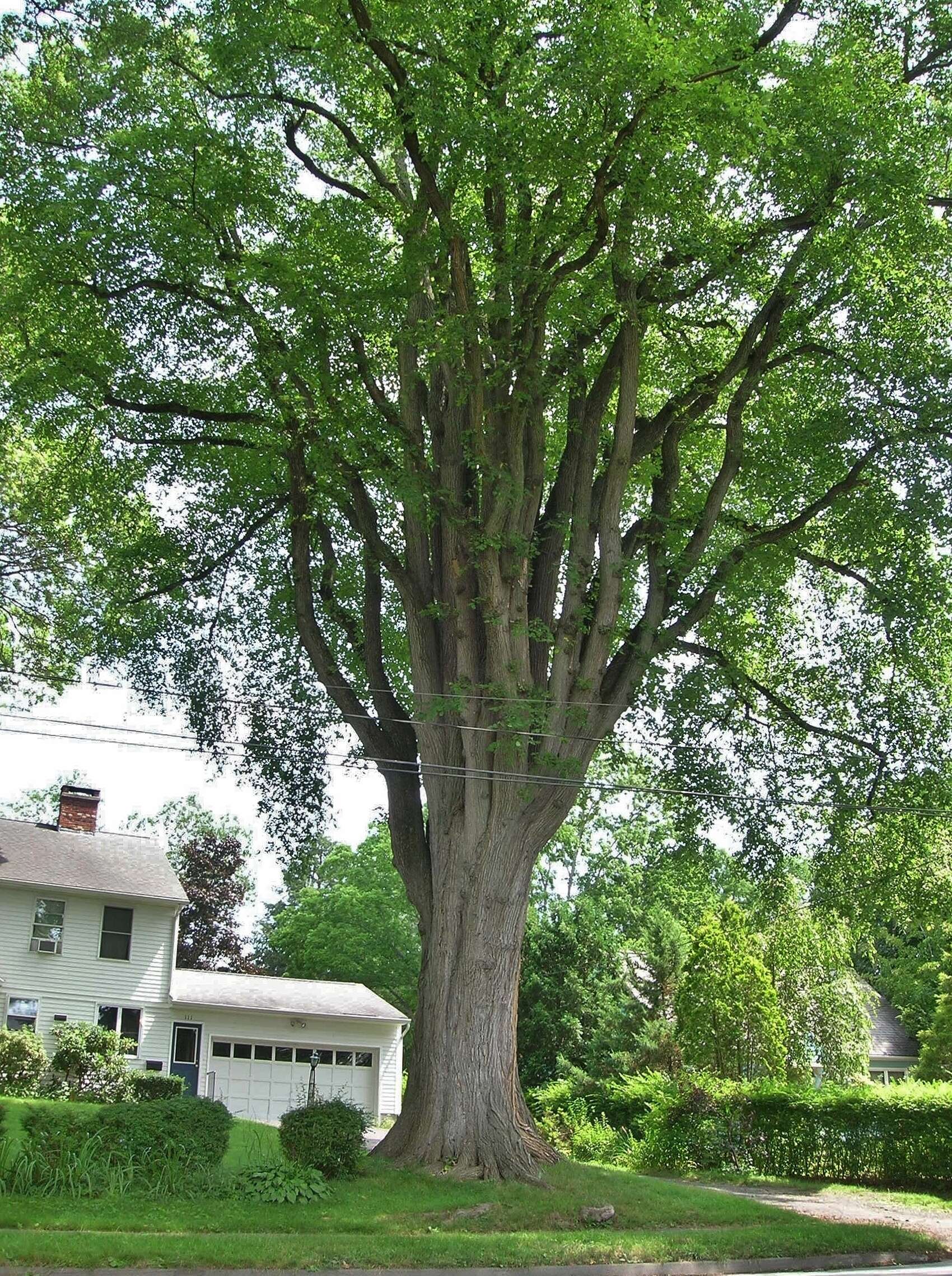 Image of elm