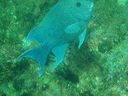 Image of Giant damselfish