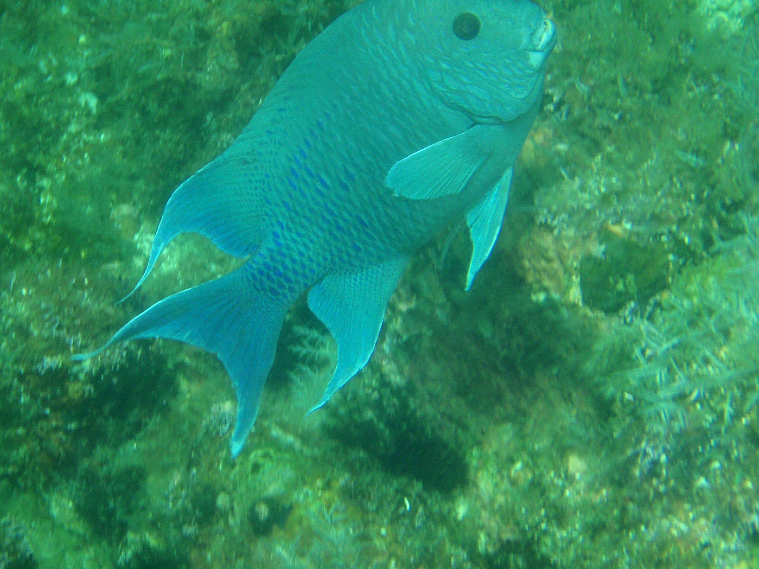 Image of Giant damselfish