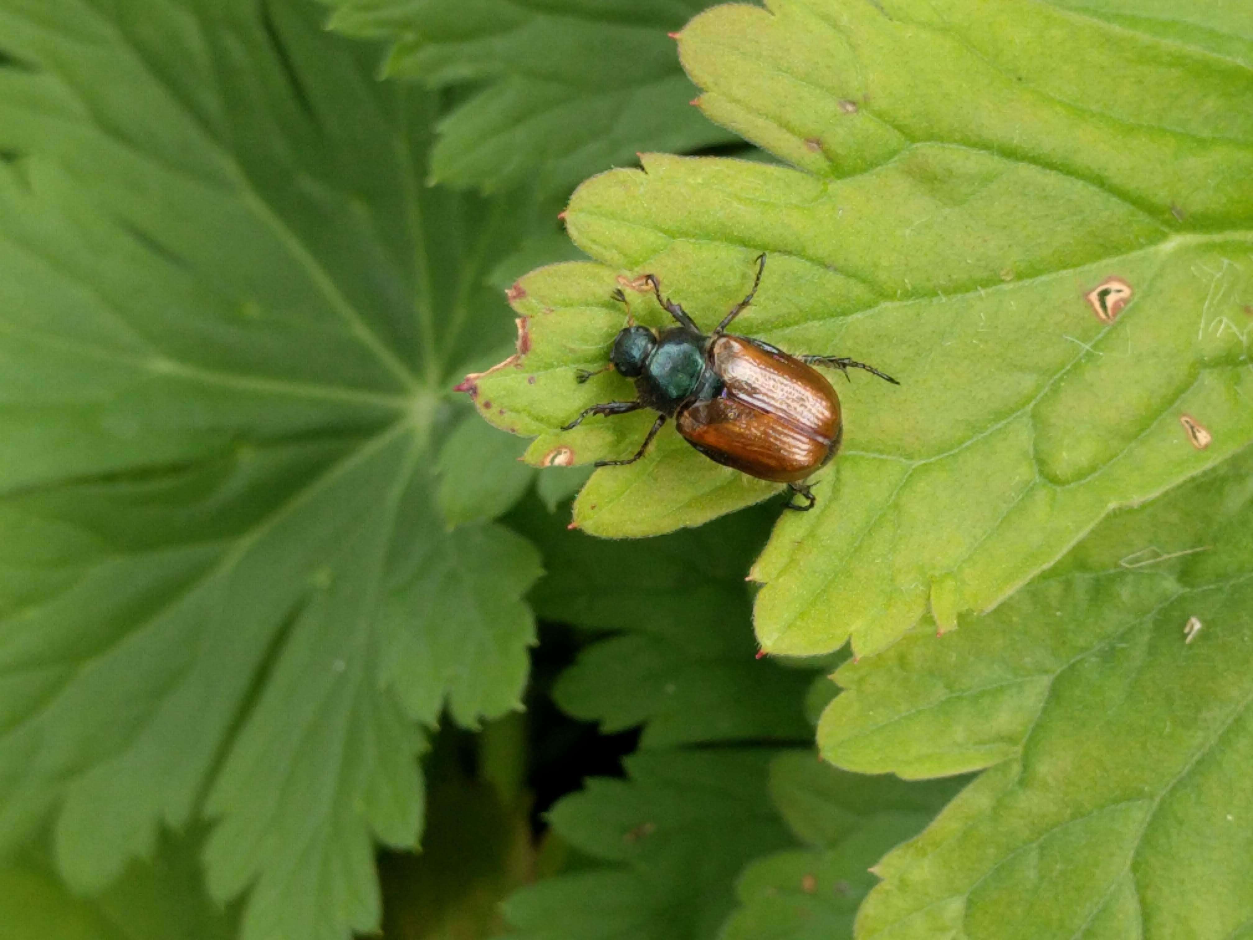 Image of Phyllopertha