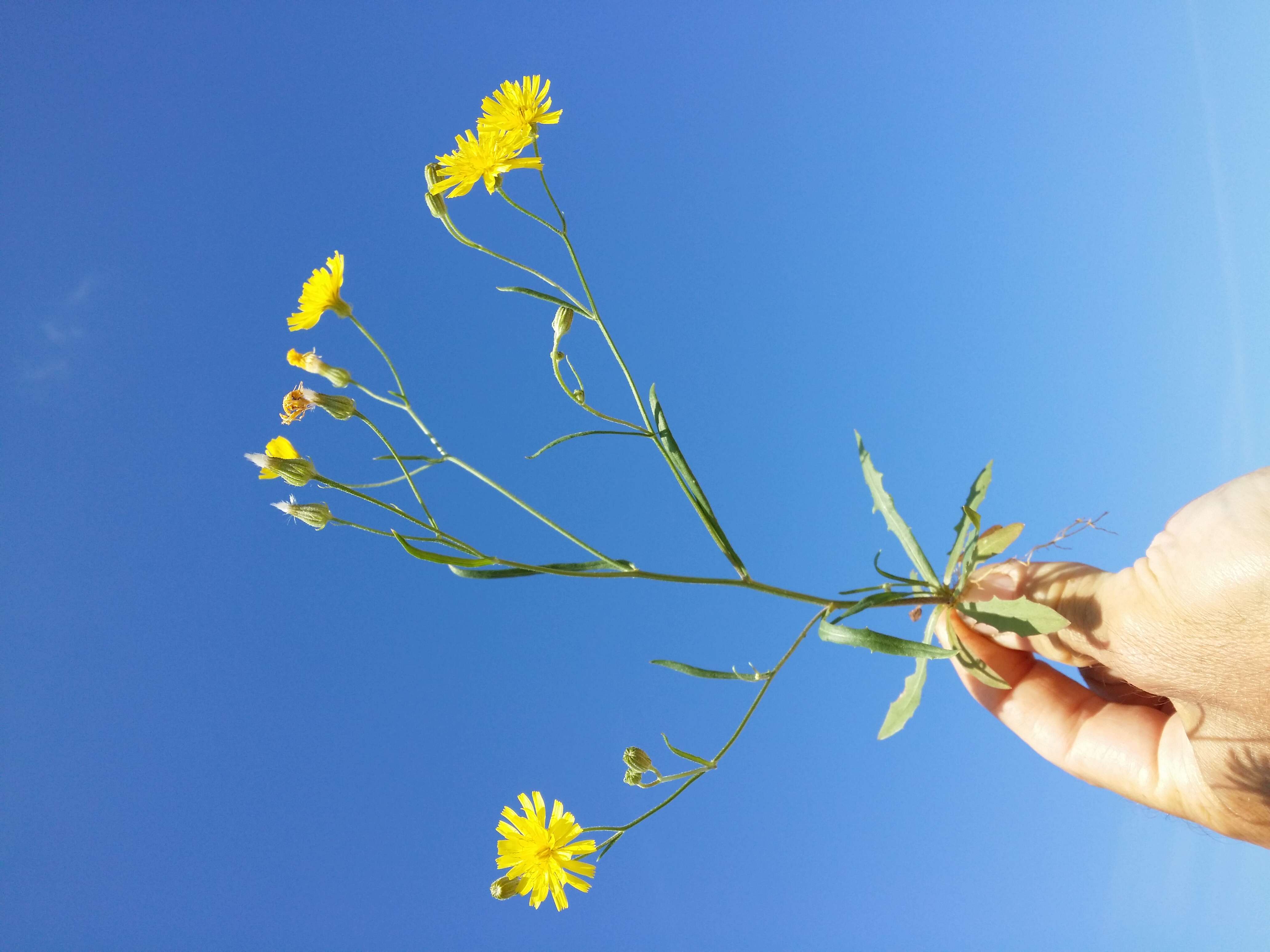 Image of narrowleaf hawksbeard