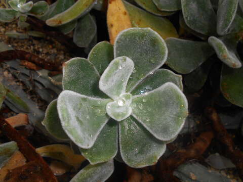 Image of Echeveria pulvinata Rose