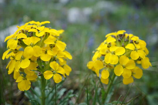 Image of smelly wallflower