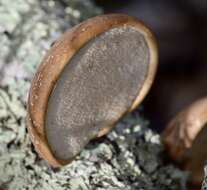 Image of birch polypore