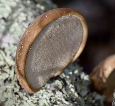 Image of birch polypore