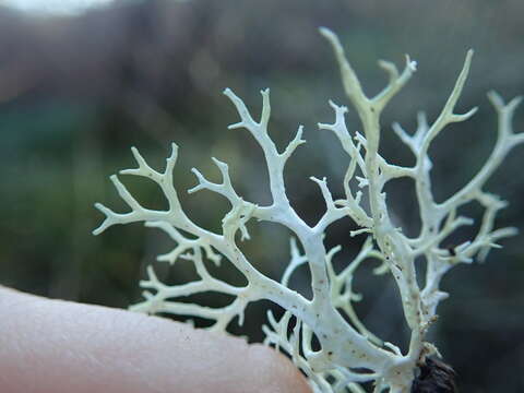 Image of ring lichen