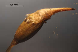 Image of campylopus moss