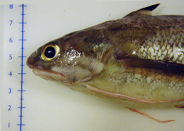 Image of Spotted Codling