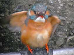 Image of Common Kingfisher