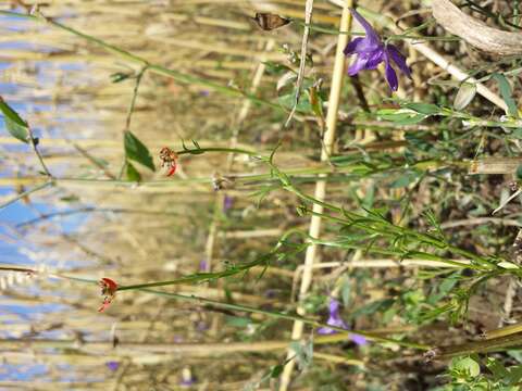 Image of flame adonis