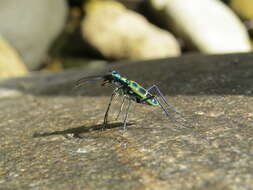 Image de Cicindela (Cosmodela) duponti Dejean 1826