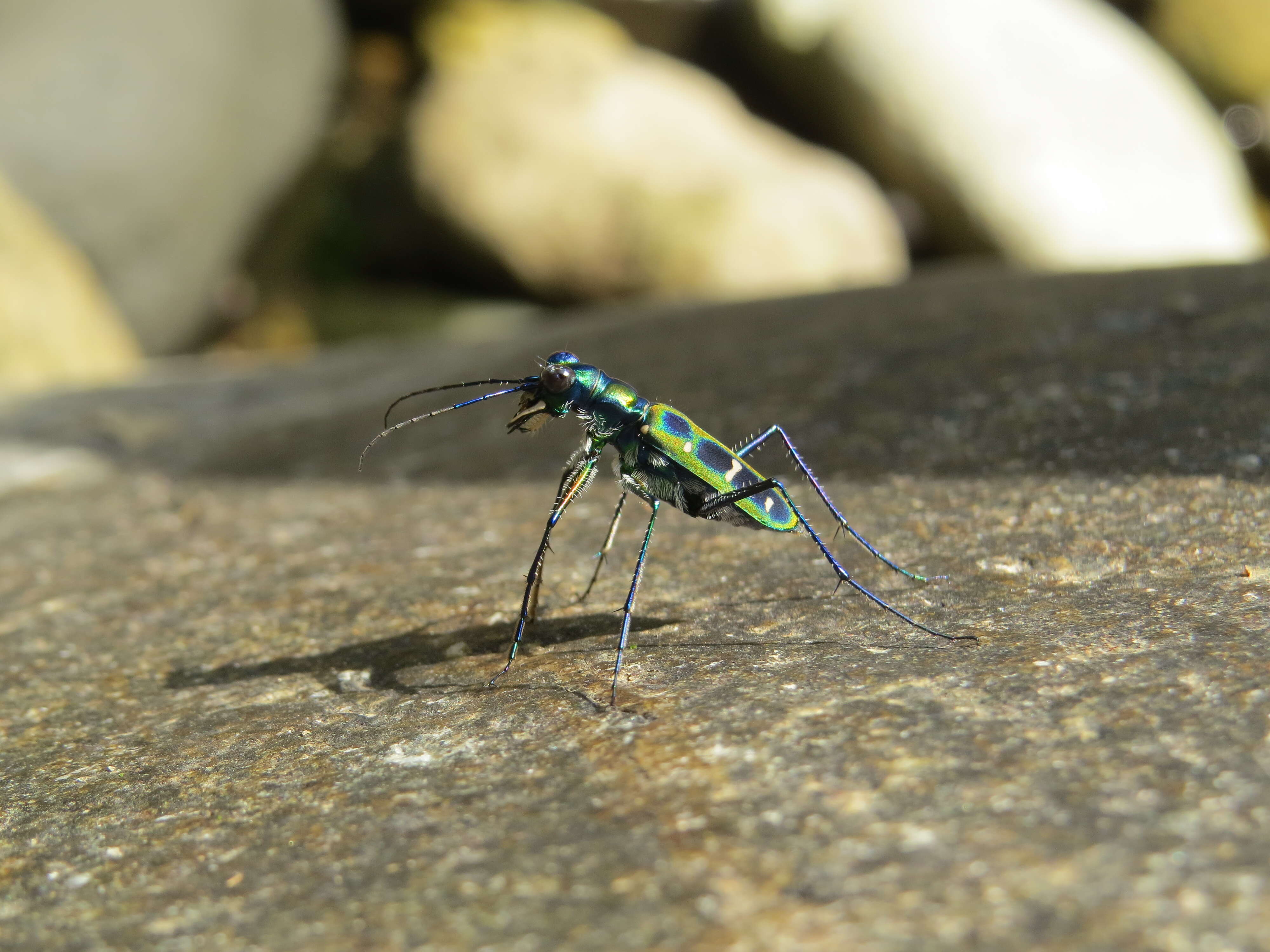 Image of Cicindela (Cosmodela) duponti Dejean 1826