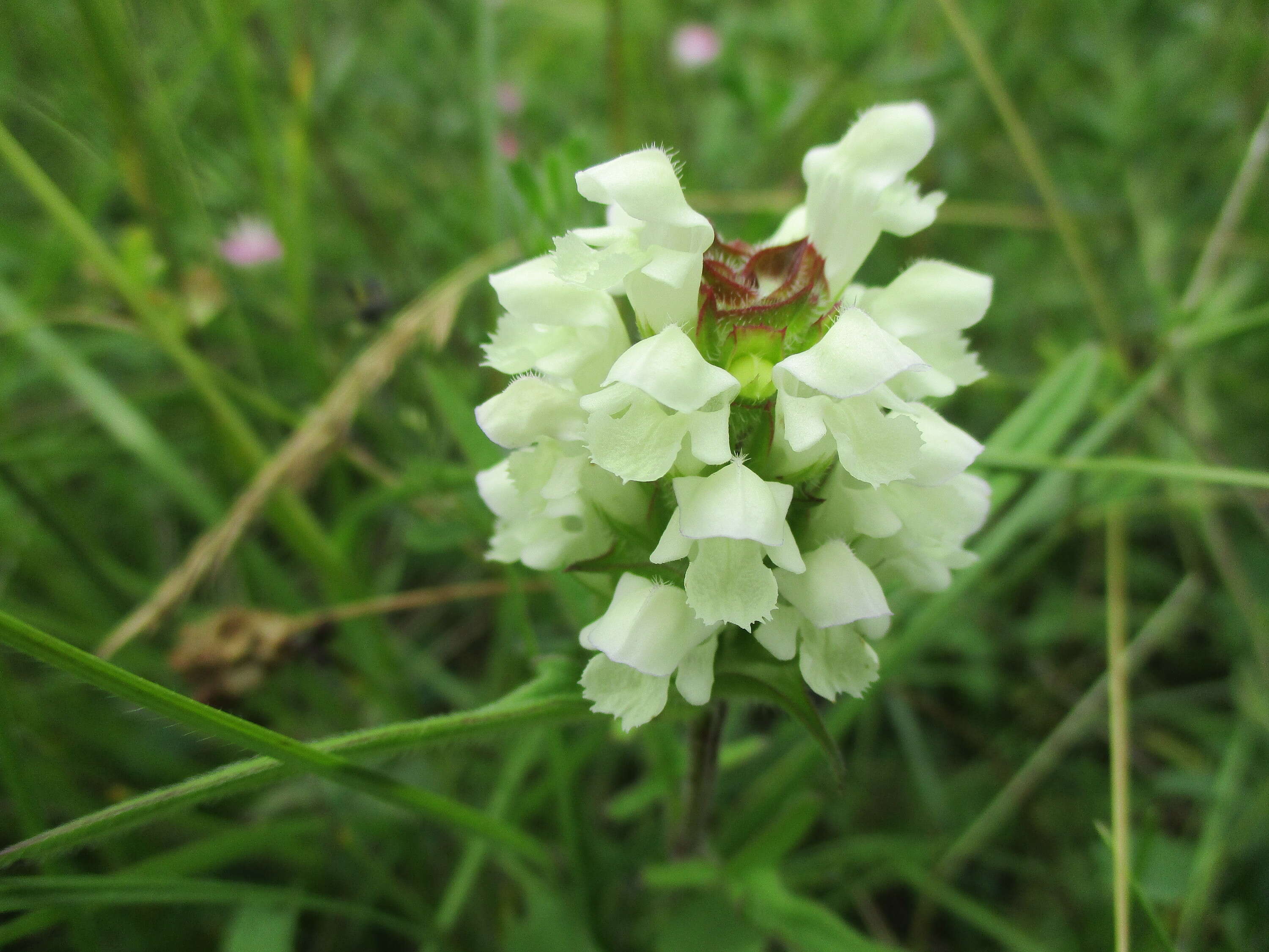 Image of cutleaf selfheal