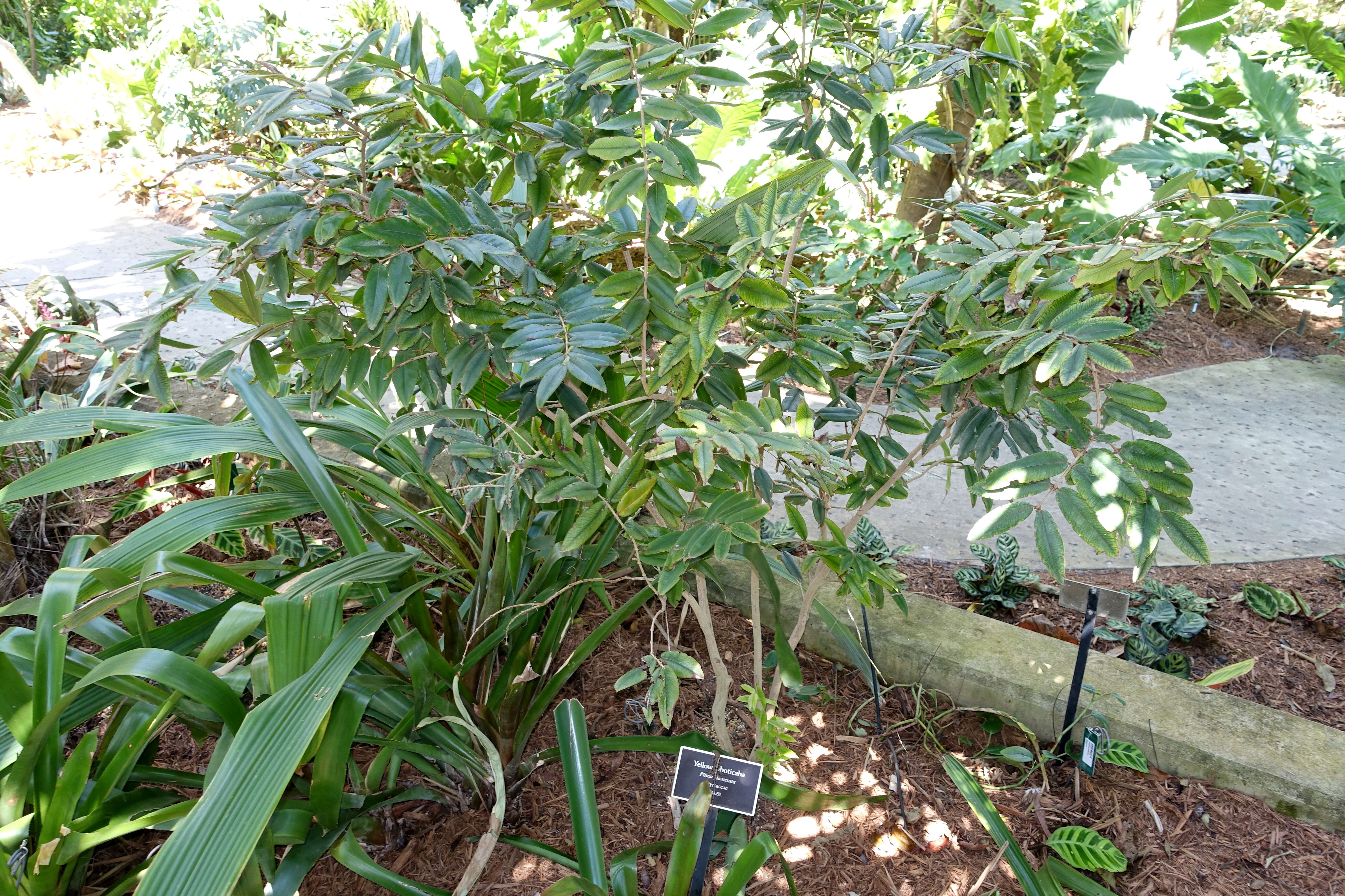 Image of Myrciaria glomerata Berg