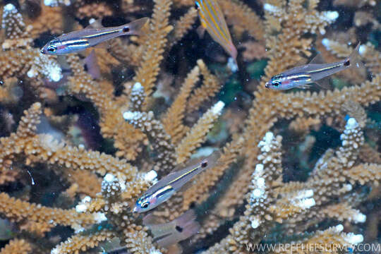 Image of Larval cardinalfish