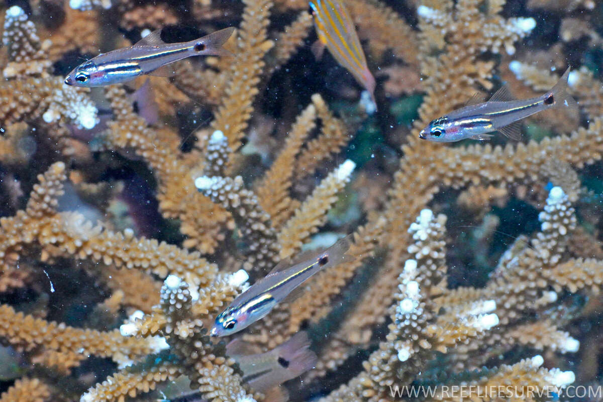 Image of Larval cardinalfish