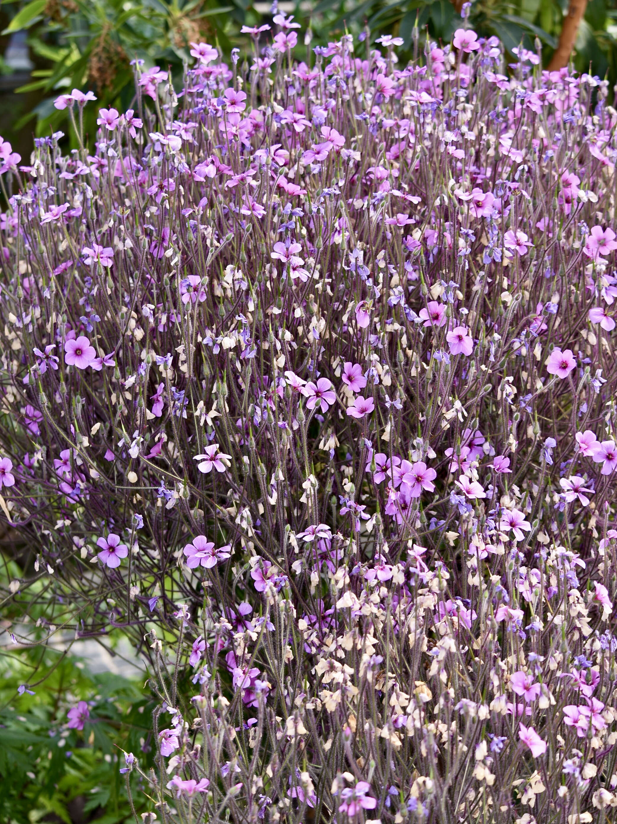 Image of Madiera cranesbill