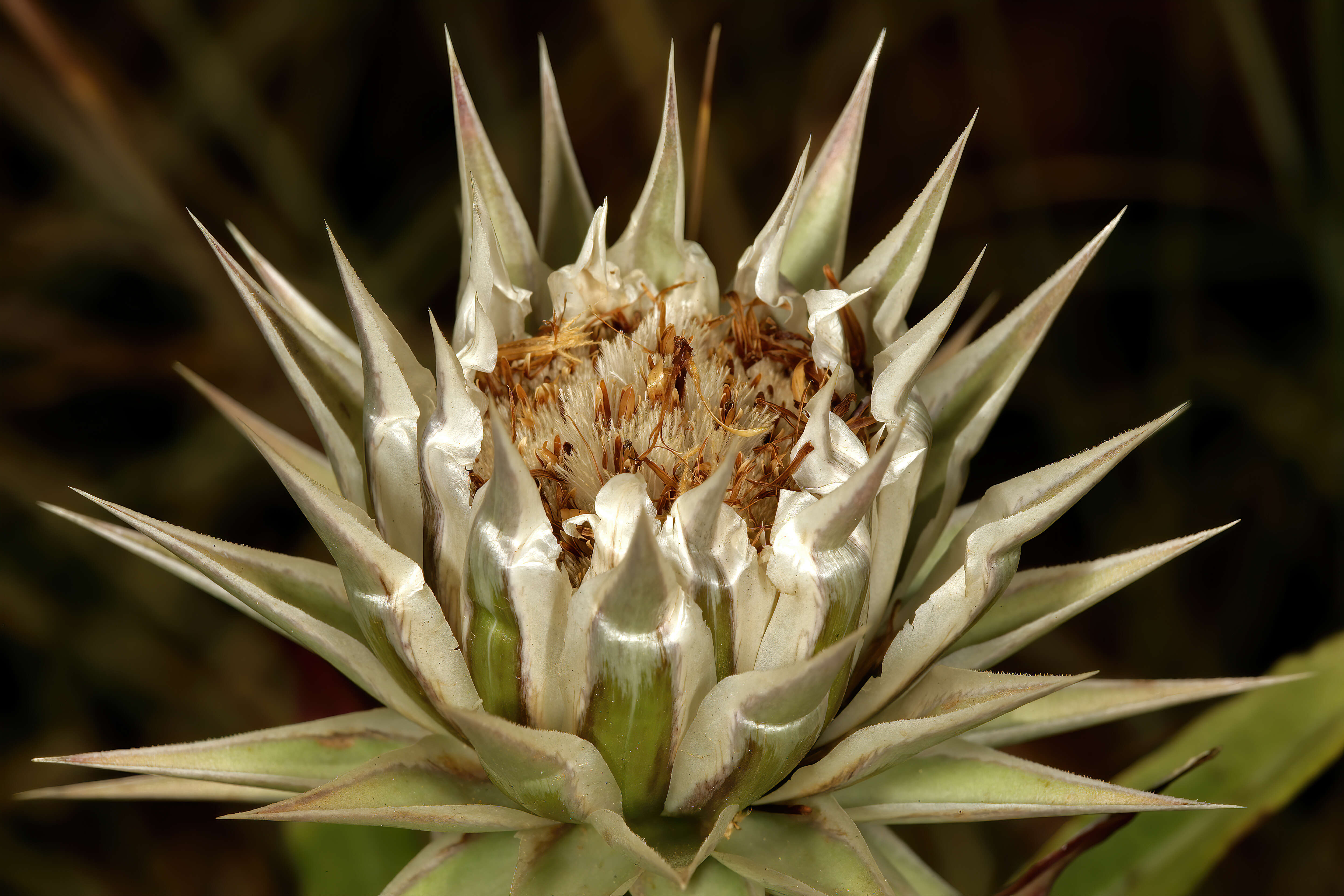 Image of Macledium zeyheri (Sond.) S. Ortiz