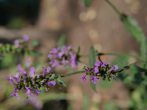 Image de Betonica officinalis L.