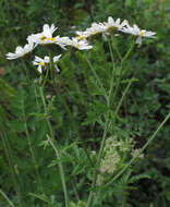 Image of corymbflower tansy