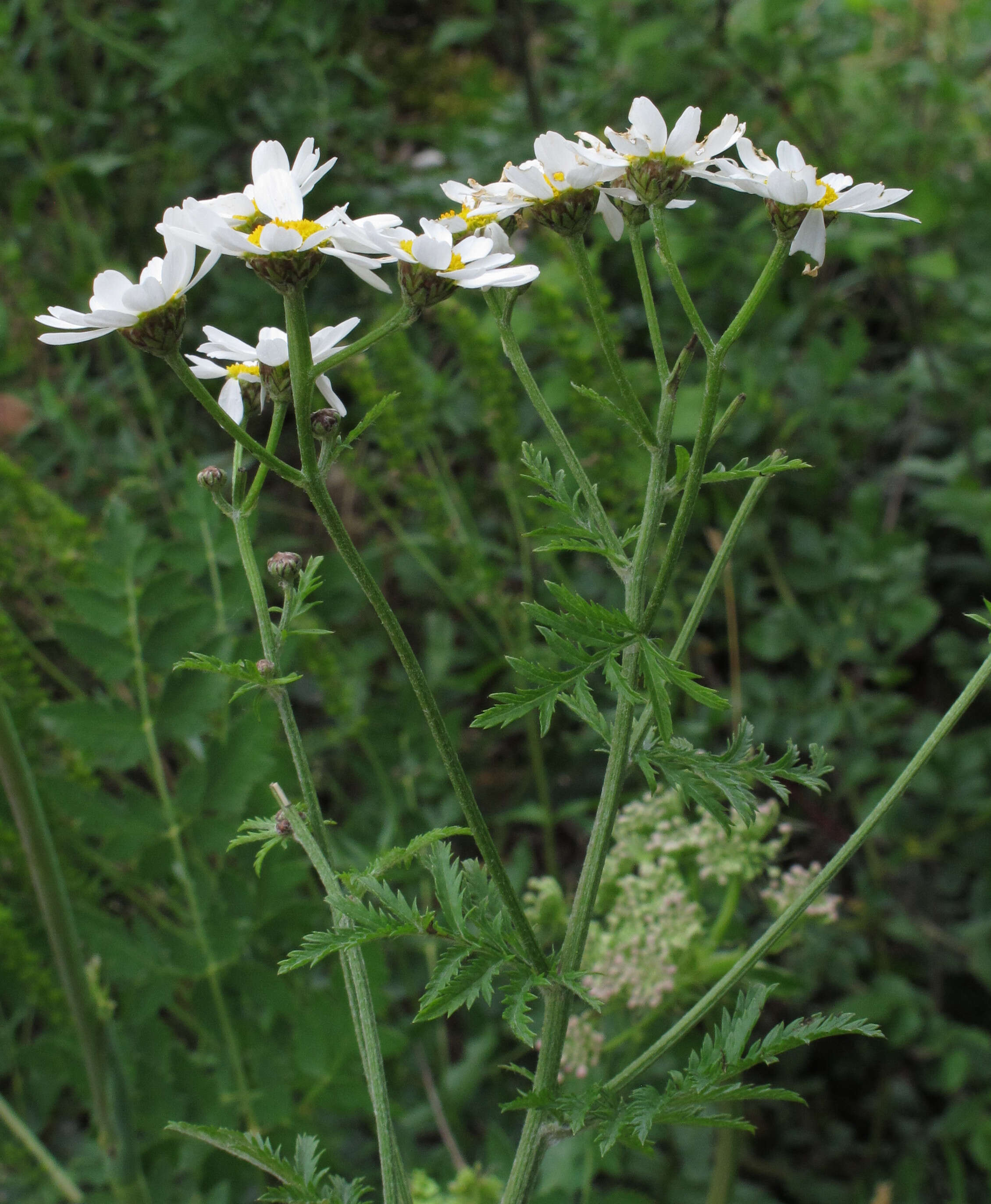 Image of corymbflower tansy