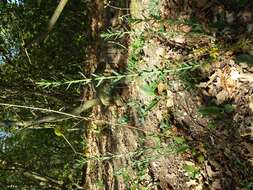 Image of broomleaf toadflax