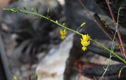 Image of Bulbine alooides (L.) Willd.
